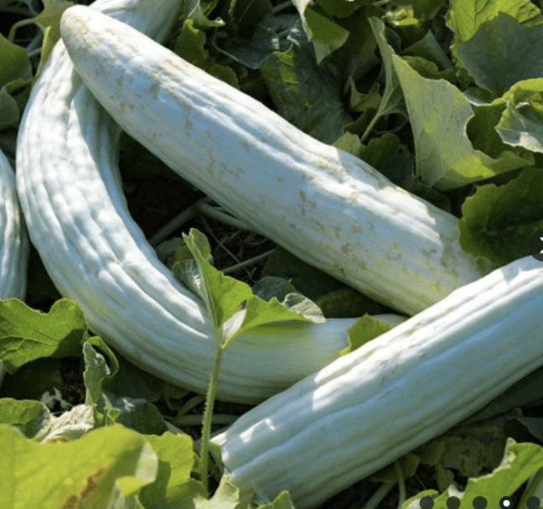 Cucumber - Armenian (3.25" pot)